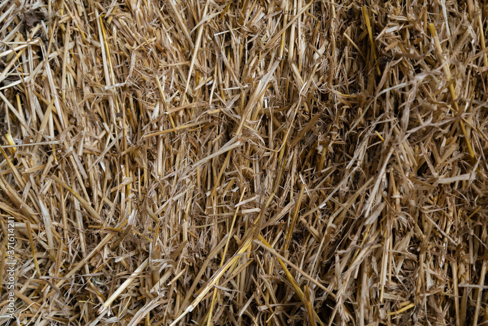 Hay texture. Stacked hay bale. Harvesting in agriculture. Dry straw surface. Reeds background. Texture hay close-up view. Fodder for livestock and construction material. 