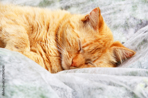 The ginger cat is sleeping on the street. A pet. Cat close up