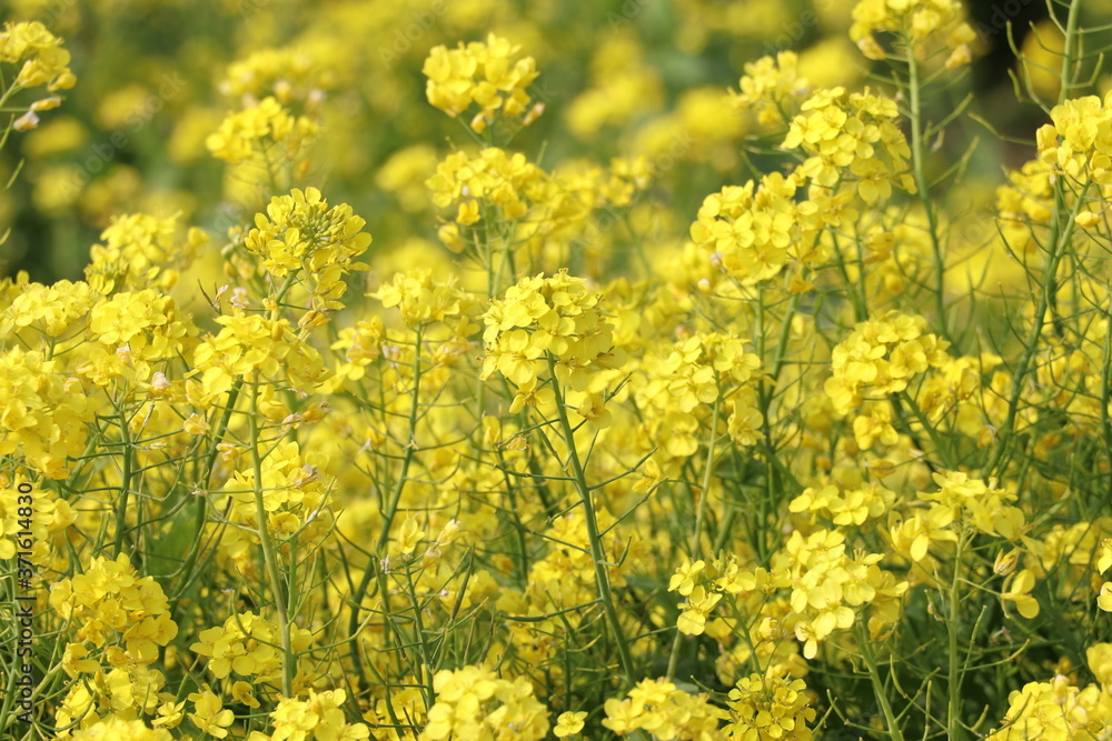 Obraz premium Rapeseed field, Blooming canola flowers