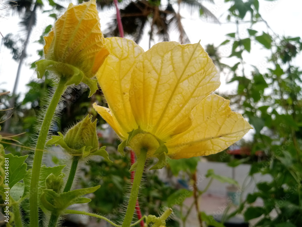 yellow flower in the garden