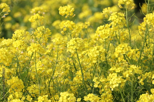 Rapeseed field, Blooming canola flowers