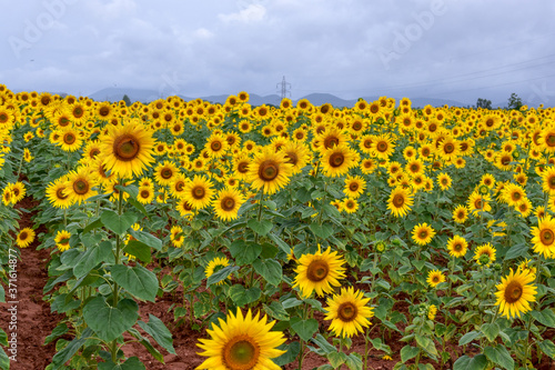 sun flower nature forming suflower forming