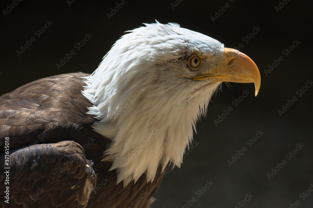 Obraz premium Closeup of an American Bald Eagle