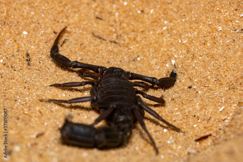 black scorpion on the sand