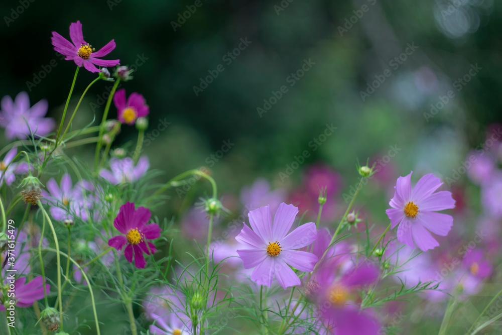 Kosmeya flowers as wallpaper for desktop