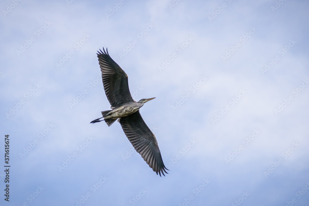 Obraz premium heron in flight