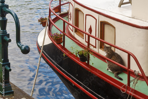 Photography a cat relaxes on the deck of a houseboat in Amsterdam