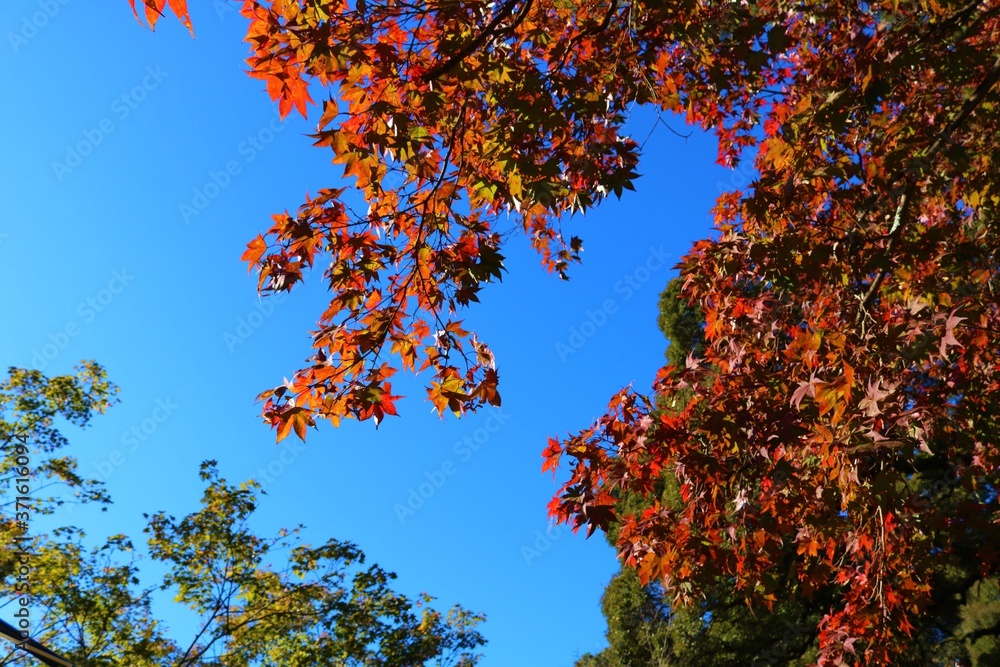 秋 紅葉 空 山 風景 もみじ 秋 紅葉 空 山 風景 もみじ