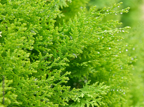 Selective focus droplets of rain on fir-tree branch.nature background