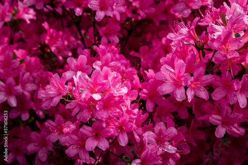 Blumen pink rosa sommer 