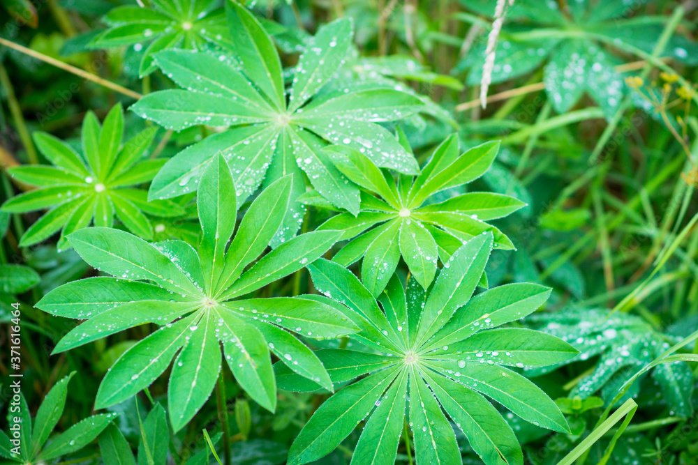 Fresh green leaves with water drops in the garden. Selective focus. Shallow depth of field.
Fresh green leaves with water drops in the garden. Selective focus. Shallow depth of field.