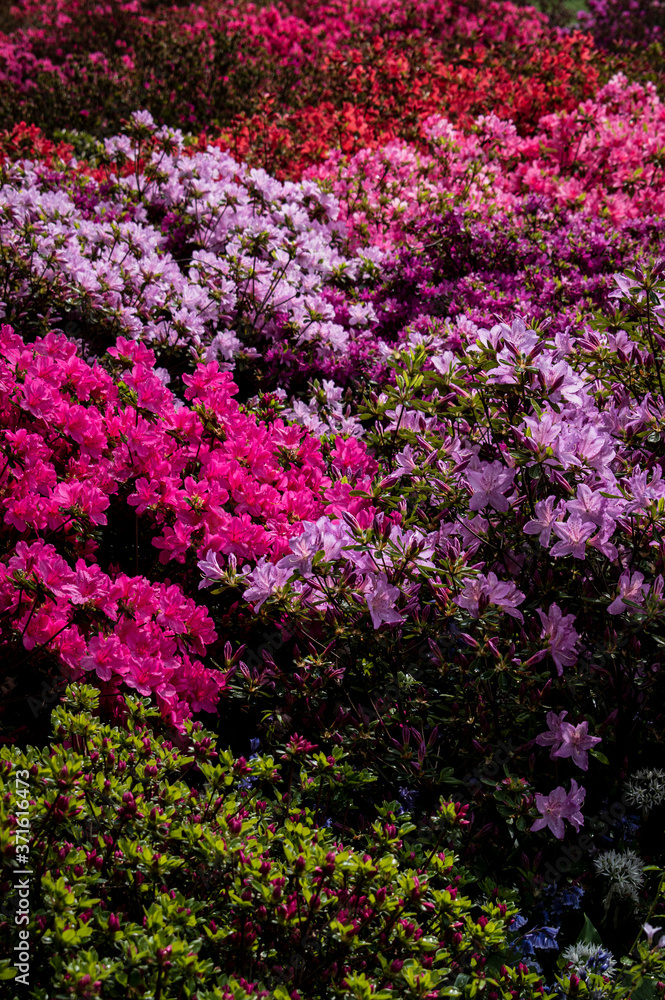 Obraz premium Blumen pink rosa sommer 