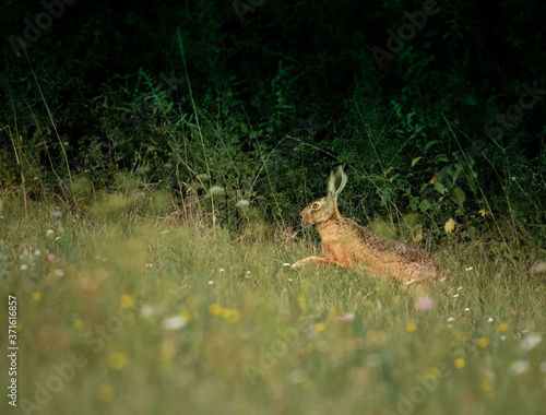 wild rabbit jumping through the grass