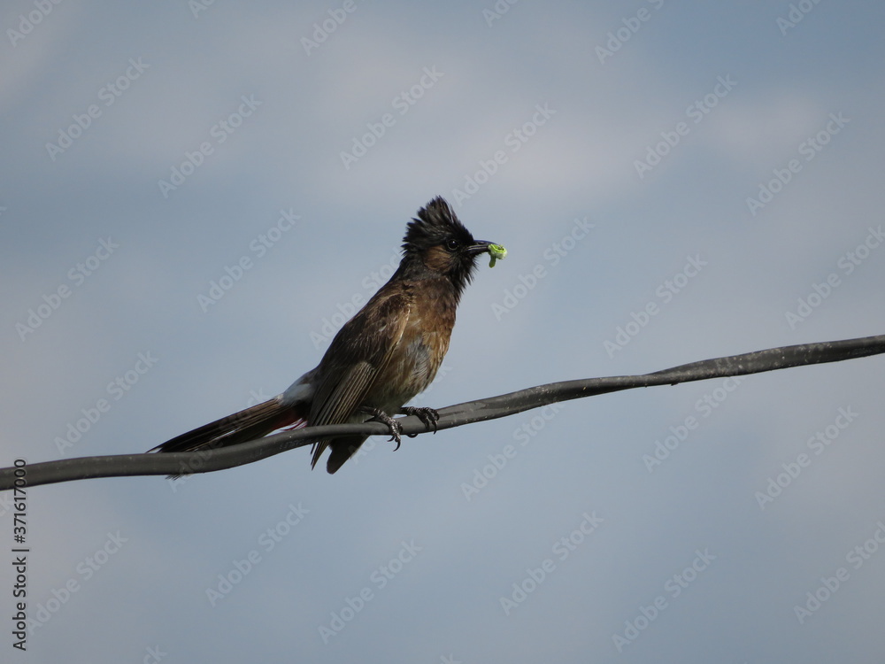 Naklejka premium Pycnonotus cafer also know as Red vented bullbul