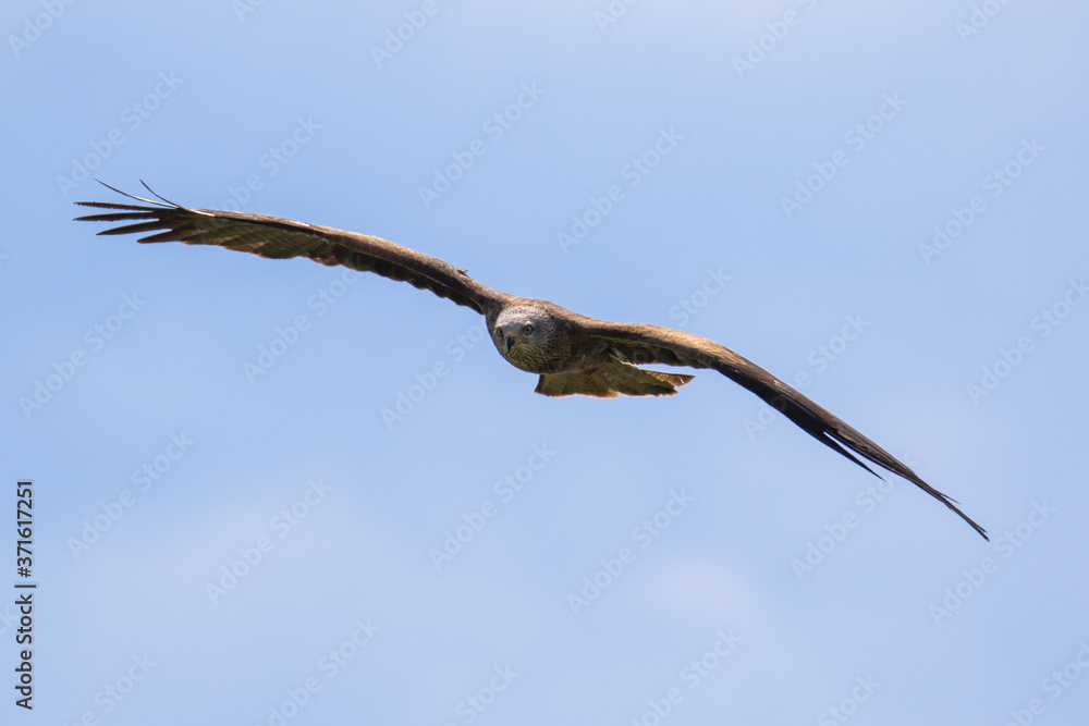 Black kite (latin name Milvus migrans) in flight Black kite (latin name Milvus migrans) in flight