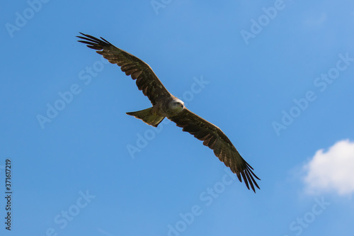 Black kite  latin name Milvus migrans  in flight