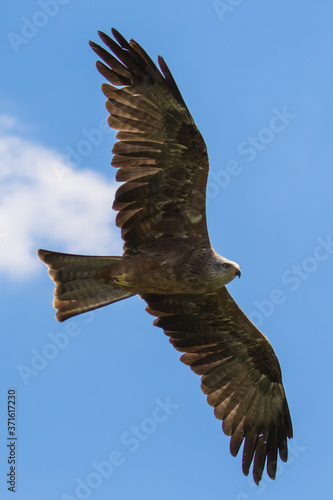 Black kite (latin name Milvus migrans) in flight