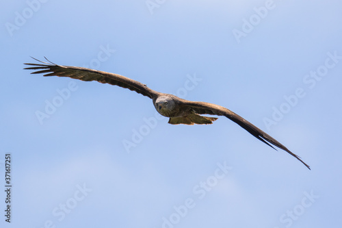 Black kite (latin name Milvus migrans) in flight