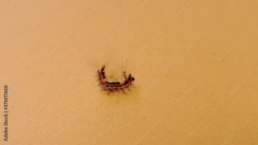 Small Hairy Caterpillar on Yellow Background Small Hairy Caterpillar on Yellow Background