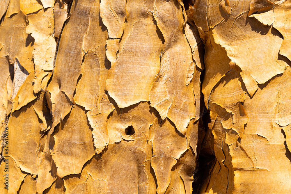 Detail of the quiver tree, or aloe dichotoma, Keetmanshoop, Namibia Detail of the quiver tree, or aloe dichotoma, Keetmanshoop, Namibia