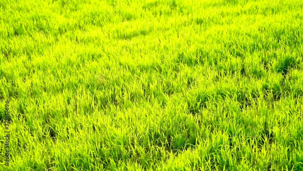 slow motion shot of moving green rice field in the rural area of punjab pakistan slow motion shot of moving green rice field in the rural area of punjab pakistan