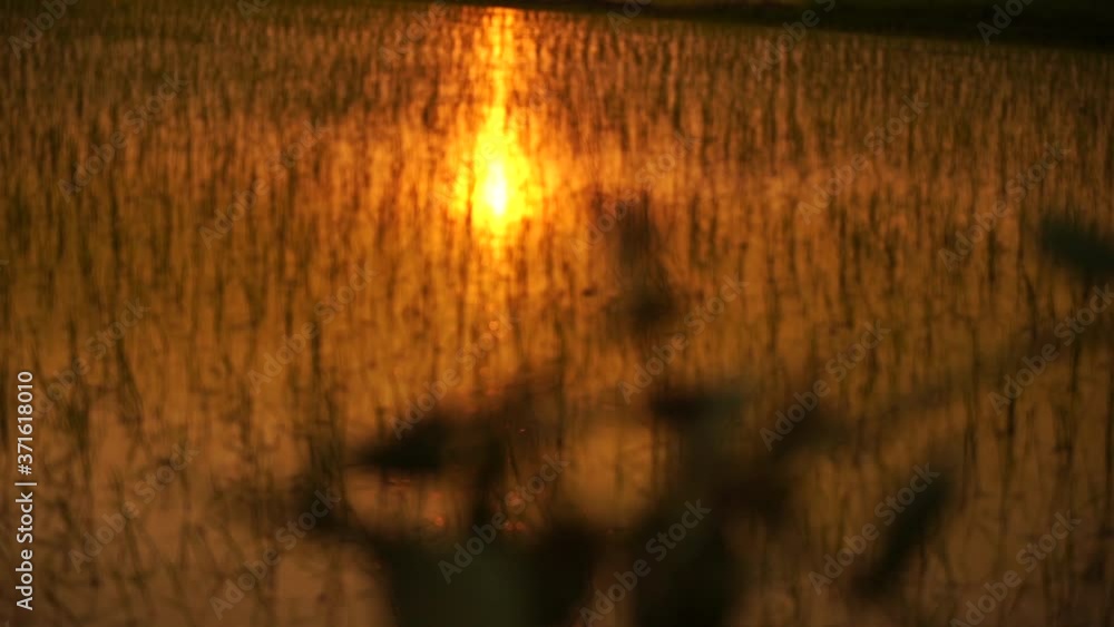 reflection of sunset behind a grasshopper reflection of sunset behind a grasshopper