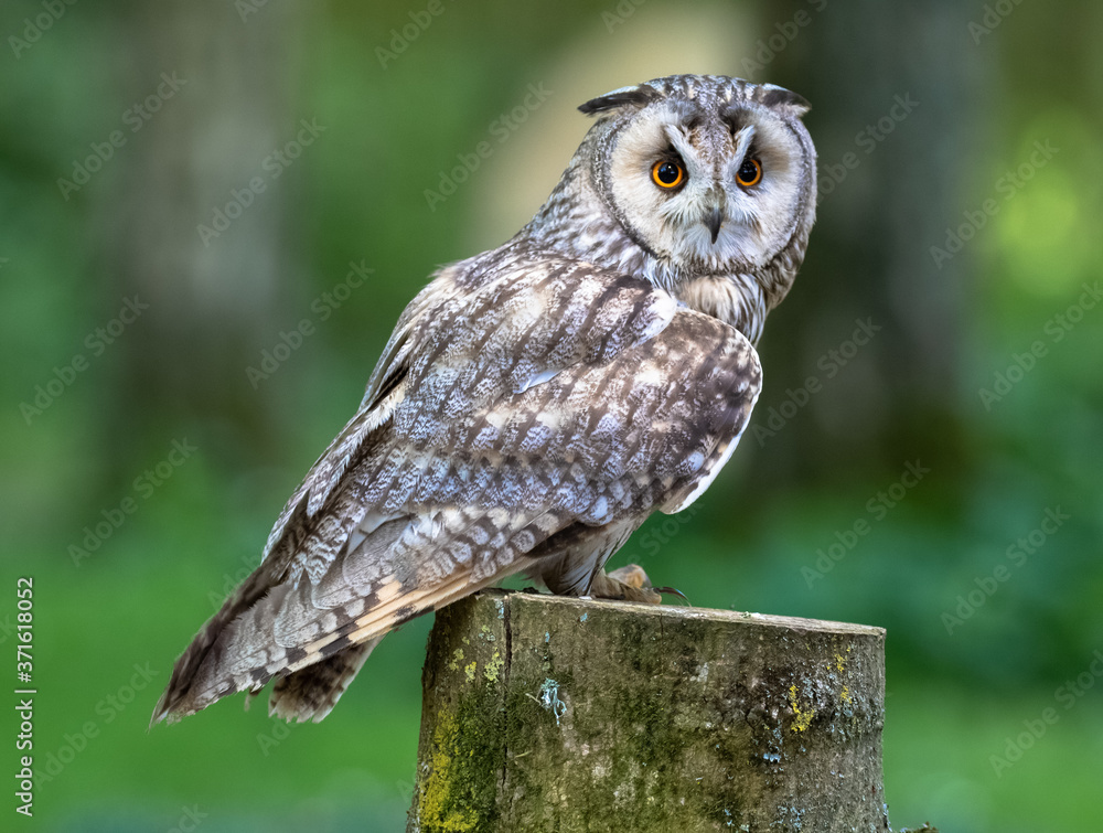 Obraz premium Eagle owl (latin name Bubo bubo)