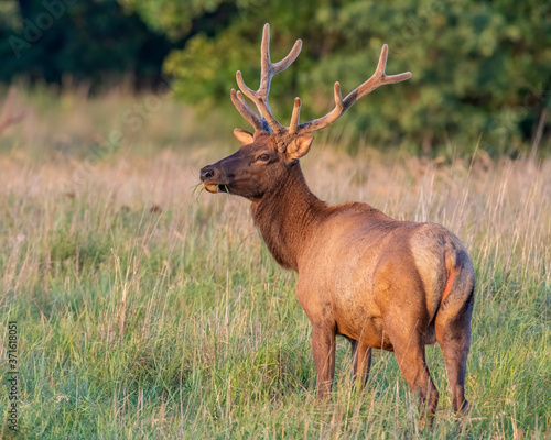 Photo Bull Elk with antlers in velvet, Wichita Mountains