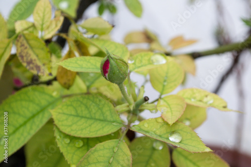 Close up photography of rose bud in rainy season