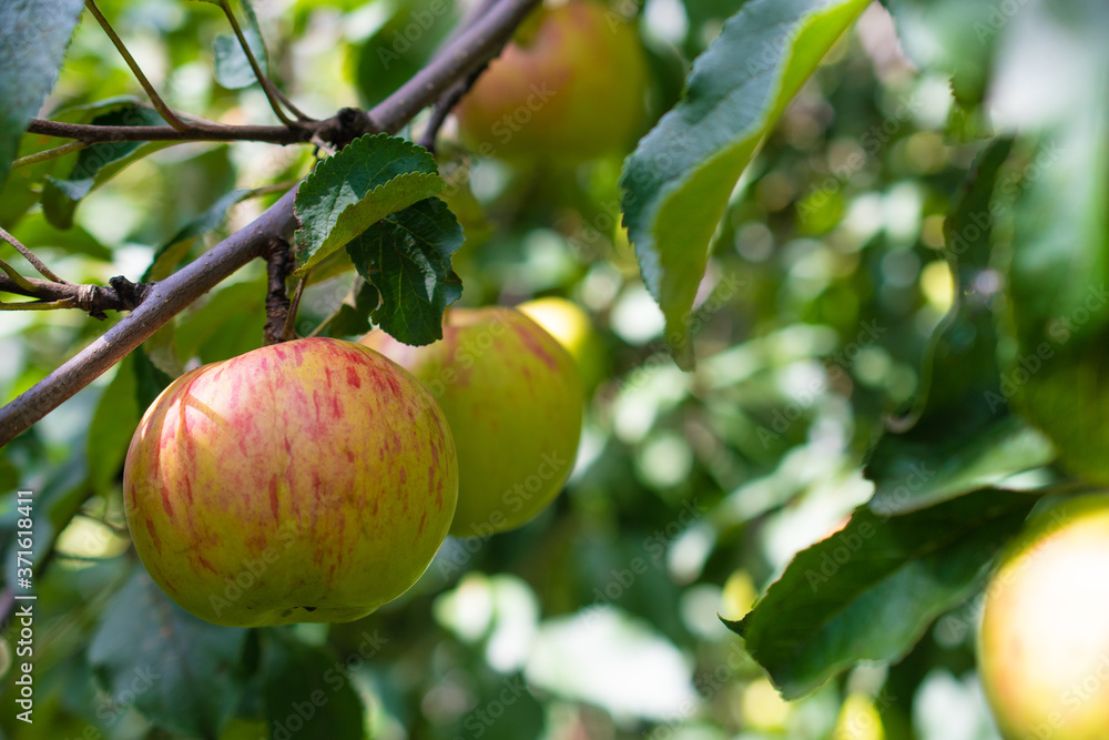 Four ripe yellow and red apples on a branch of an Apple tree in green foliage on a bokeh background: a place for text, harvest