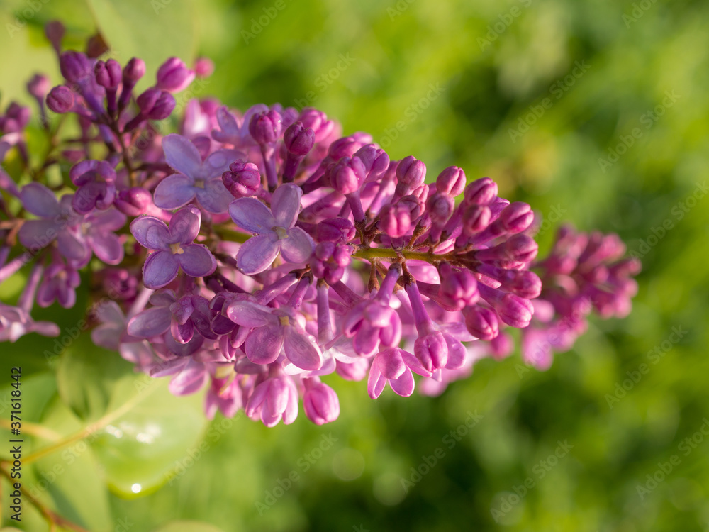 Fototapeta premium lilac in the foreground