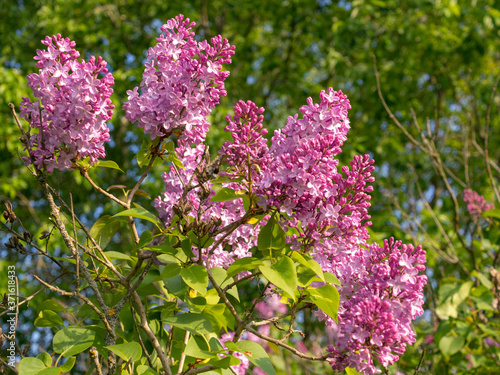 flowering branches of lilac