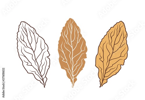 Tobacco logo.  Isolated tobacco on white background. Reptile