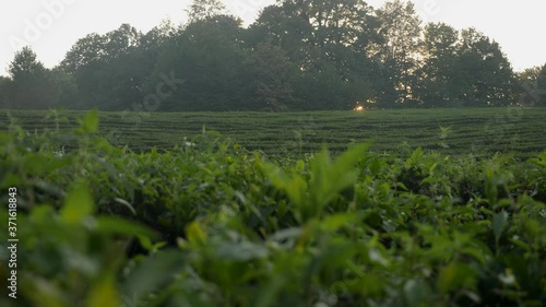 tea plantation in the mountains during the day in the Krasnodar territory photo