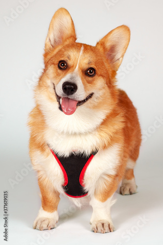 Cute Welsh Corgi Pembroke dog standing in breast-band on white background and looking right to the camera. Pretty smiling face pf pet of ginger and white color, safe walking concept. Copy space. © Elena