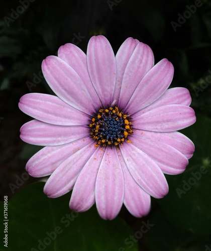 Purple Flower macro photography 