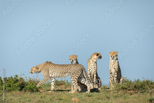 Four cheetah brothers keeping a watchful eye on the plains of Masai Mara Kenya