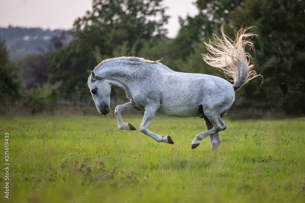 Obraz premium Temperamentvoller Lusitano