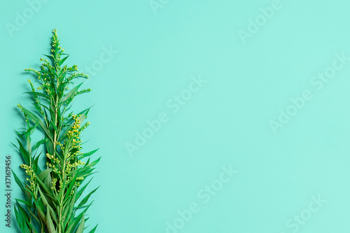 Flat lay with green leaves on green background with copy space, top view