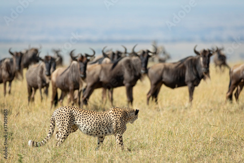 Fototapeta Naklejka Na Ścianę i Meble -  Adult cheetah watching herd of wildebeest in Masai Mara Kenya
