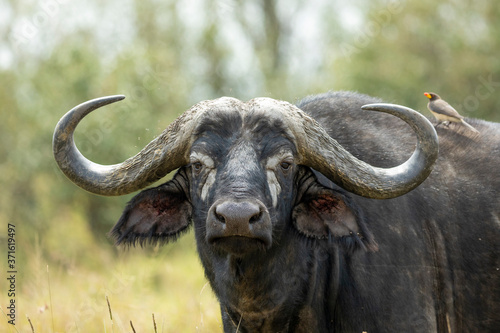 Adult water buffalo close up on head looking straight into camera in Masai Mara Kenya