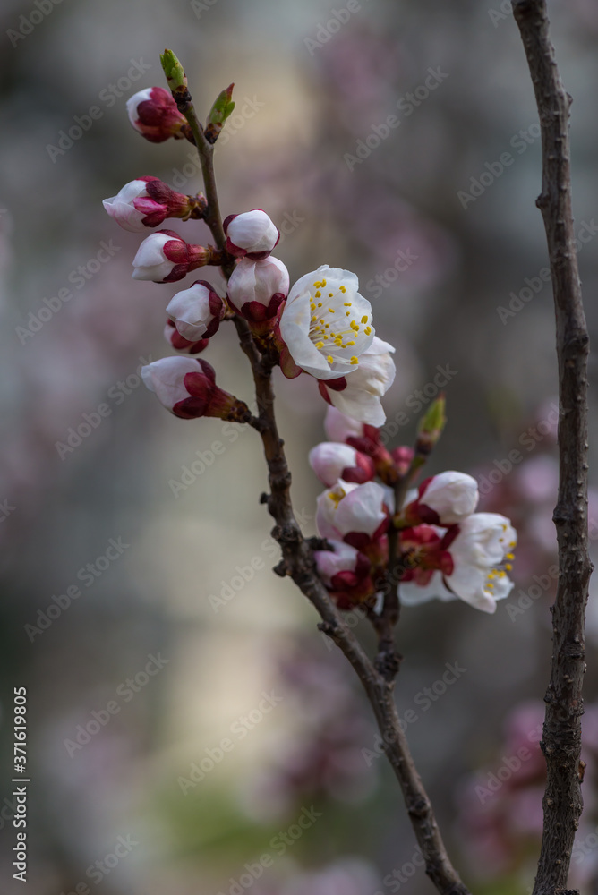 Nice white apricot spring flowers branch on blue sky background Nice white apricot spring flowers branch on blue sky background