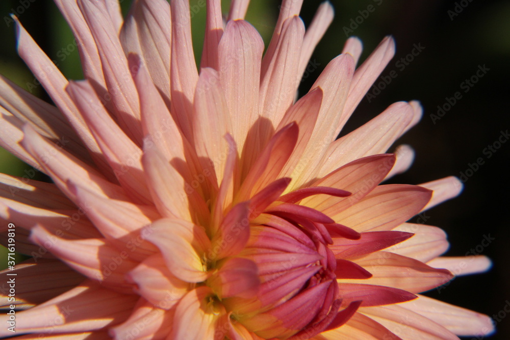 Dahlie, die Königin des Sommers Dahlie, die Königin des Sommers