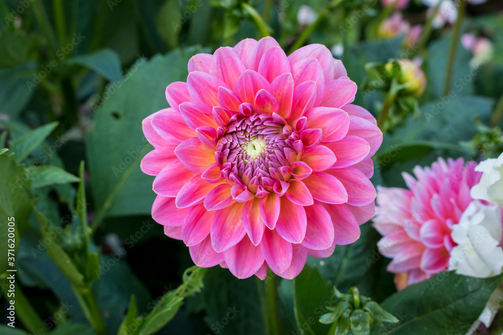 Fototapeta premium Blumen pink rosa sommer 