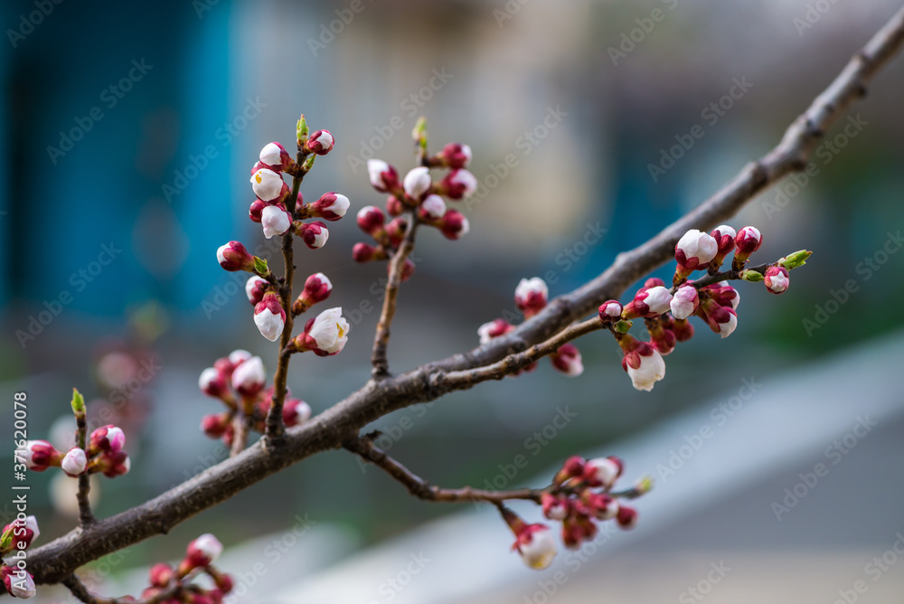 Nice white apricot spring flowers branch on blue sky background Nice white apricot spring flowers branch on blue sky background