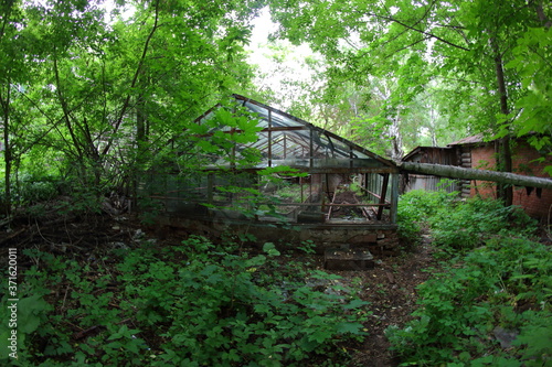 old abandoned greenhouse with plants