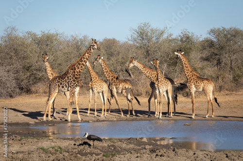 Tower of giraffe gathered at a waterhole in afternoon sunlight in Kruger Park South Africa