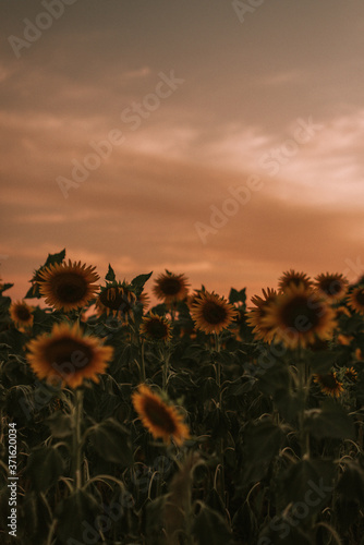 Sunset over field of sunflowers