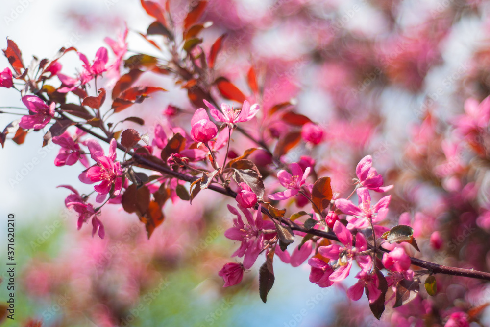 blooming of paradise apple trees in spring in the park blooming of paradise apple trees in spring in the park