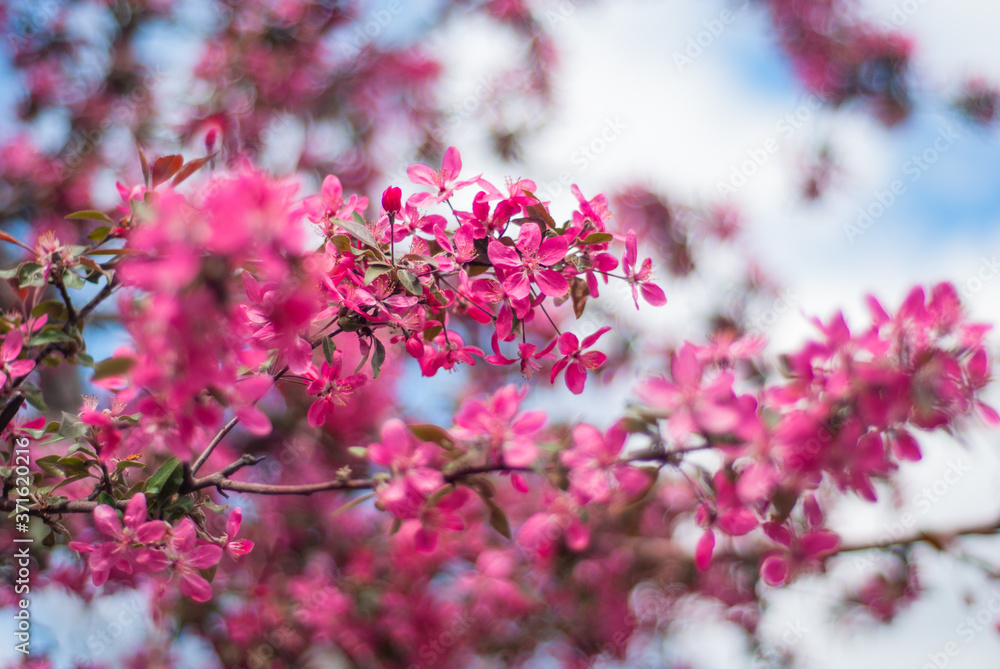blooming of paradise apple trees in spring in the park blooming of paradise apple trees in spring in the park